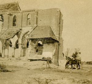 Chevaux broutant près d