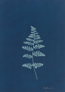 Hothocleana, vers 1850