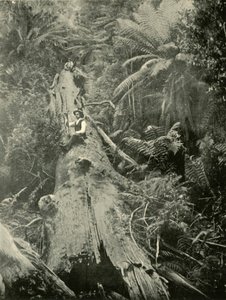 Comment sont tombés les puissants, 1901 - Unbekannt