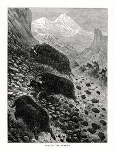 Chasse au bœuf musqué, 1877 - Unbekannt