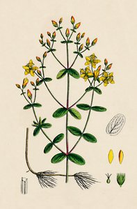 Hypericum Boeticum. Millepertuis à feuilles ondulées, 19ème siècle - Unbekannt