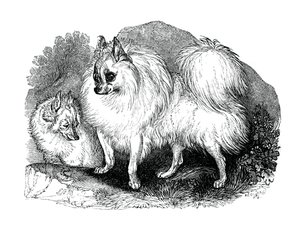 Chien islandais, 1848