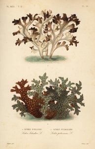 Lichen d