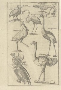 Illustration tirée du livre Description du Cap de Bonne-Espérance et des Hottentots qui y vivent par Kolb, Peter et publié par bey Peter Conrad Monath (de, 1745)