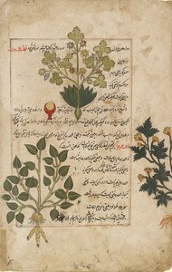Double folio illustré représentant des chardons et autres plantes médicinales, 1595 - Unbekannt