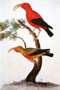 Illustration/Iiwi/Iwi/Crécerelle écarlate/Crécerelle hawaïenne écarlate - Unbekannt