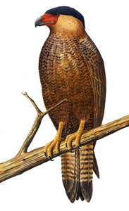 Illustration/Polyborus lutosus/Quelili/Caracara de Guadalupe - Unbekannt