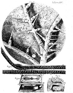 Illustrations du microscopiste anglais Robert Hooke Micrographia, 1665 - Unbekannt