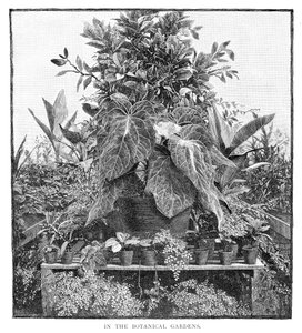 Dans les jardins botaniques, 1886 - Unbekannt