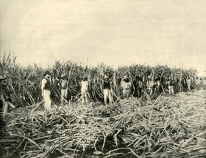 Dans une plantation de sucre du Queensland, 1901 - Unbekannt