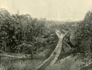 Dans les Blackall Ranges, 1901