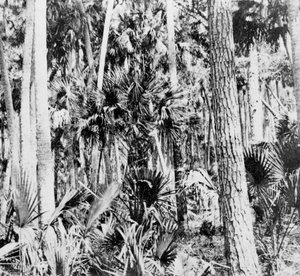 Dans la jungle, Inde - Unbekannt