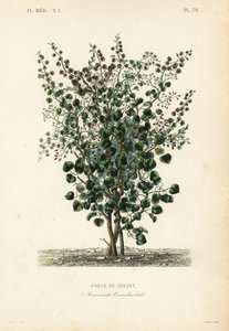 Coque du Levant