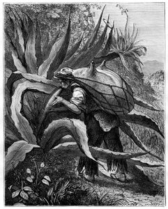 Indien extrayant du pulque, Mexique, 19e siècle