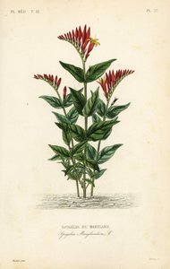 Spigélie du Maryland, Spigelia marilandica, Spigelia marylandica, Spigélie du Maryland - Unbekannt