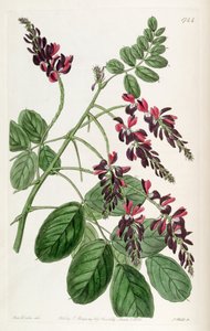 Indigofera atropurpurea - Unbekannt