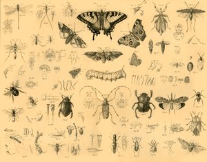 Insectes, vers 1910