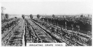 Irrigation des vignes, Australie, 1928 - Unbekannt