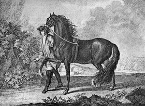Cheval napolitain italien, 1722, 1938