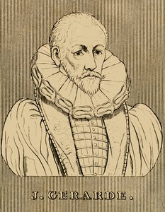 J. Gerarde, vers 1545-1612, 1830 - Unbekannt