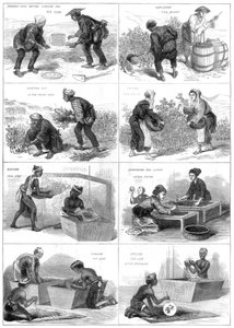 Production de thé japonais, 1874 - Unbekannt