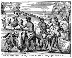 Khoikhois dressant des bœufs, Afrique du Sud, XVIIIe siècle, 1931 - Unbekannt