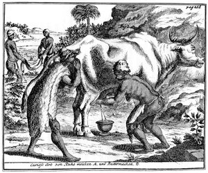 Khoikhois trayant des vaches et faisant du beurre, Afrique du Sud, 18ème siècle 1931 - Unbekannt