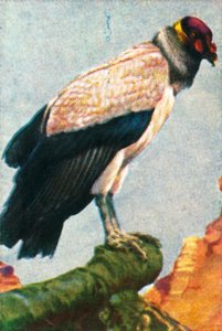 Vautour royal, vers 1928 - Unbekannt