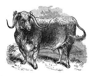 Boeuf du Lancashire, spécimen des races à longues cornes, 1848
