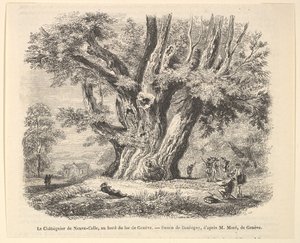 Le Châtaignier de Neuve-Celle, au bord du lac de Genève, d