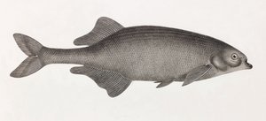 Le Mormyre de Salheyeh