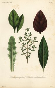 Herbes potagères et plantes condimentaires