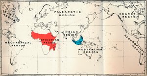 Lemuroidea - II. Carte montrant la distribution des Tarsiidae en bleu et des Galaginae en rouge, 1897 - Unbekannt