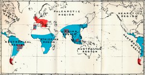 Lemuroidea - IV. Carte montrant la distribution des Anthropoidea vivants en bleu et fossiles en rouge, 1897 - Unbekannt