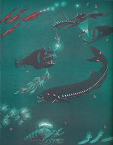 La vie à un demi-mille sous la surface de la mer, 1935