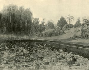 Étang aux nénuphars, jardins botaniques de Brisbane, 1901 - Unbekannt