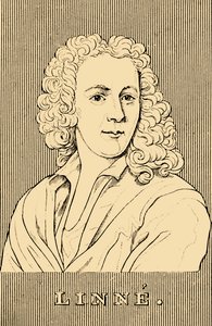 Linné