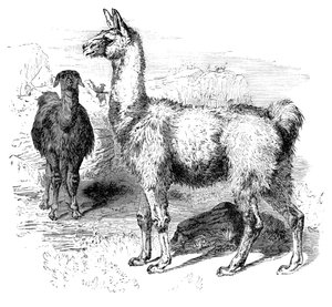 Lamas, vers 1880