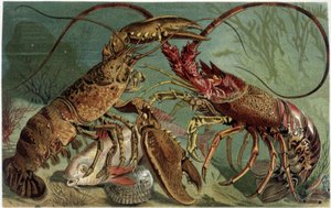 Homard et langouste se confrontant - dans "La Vita degli animali" par A.E. Brehm, Turin - Unbekannt