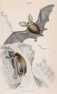 Grand Murin Plectorus auritus, 1828 - Unbekannt