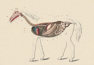 Section longitudinale du cheval, vers 1879 - Unbekannt