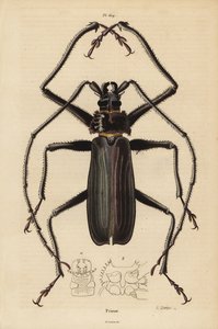 Coléoptère Macrotoma hayesii - Unbekannt