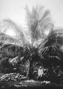Fabrication de coprah, Îles Salomon, Fidji, 1905 - Unbekannt