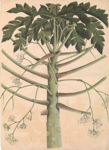 Papayer mâle, vers 1790-1800 - Unbekannt