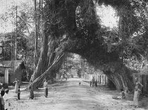 Vieux figuier pittoresque Ficus indica sur la route Clombo-Galle près de Kalutara, 1926 - Unbekannt