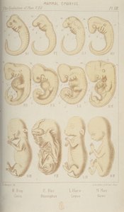 Embryons de mammifères, 1905 - Unbekannt