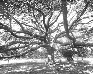 Mammoth Live Oak, près de Jacksonville, Floride, États-Unis, vers 1900 - Unbekannt