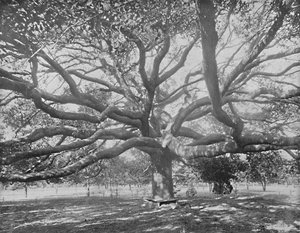 Chêne vivant mammouth, près de Jacksonville, Floride, vers 1897 - Unbekannt
