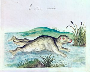 Chien marin - Unbekannt