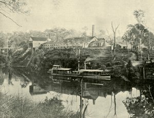 Usine de viande, près de Grafton, Nouvelle-Galles du Sud, 1901 - Unbekannt